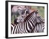 Zebras at Rest, Tanzania-David Northcott-Framed Photographic Print