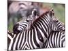 Zebras at Rest, Tanzania-David Northcott-Mounted Photographic Print