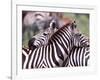 Zebras at Rest, Tanzania-David Northcott-Framed Photographic Print