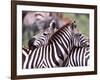 Zebras at Rest, Tanzania-David Northcott-Framed Photographic Print