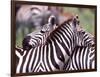 Zebras at Rest, Tanzania-David Northcott-Framed Photographic Print