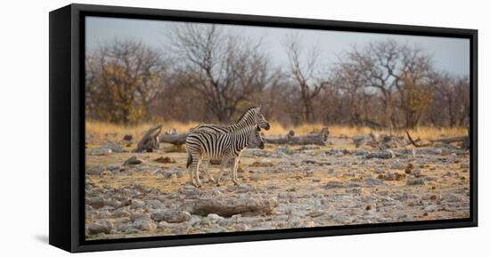 Zebras at Sunrise-Alex Saberi-Framed Stretched Canvas