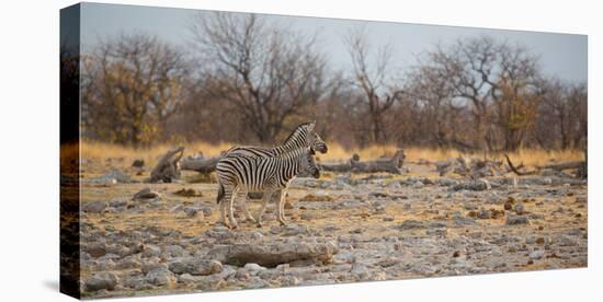 Zebras at Sunrise-Alex Saberi-Stretched Canvas