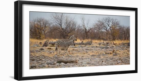 Zebras at Sunrise-Alex Saberi-Framed Photographic Print