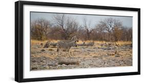 Zebras at Sunrise-Alex Saberi-Framed Photographic Print