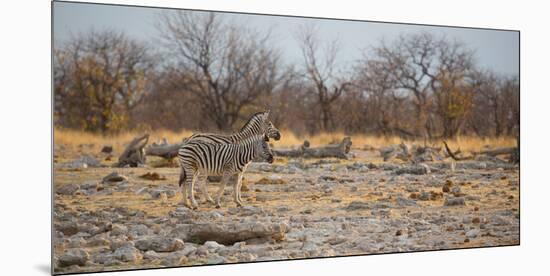 Zebras at Sunrise-Alex Saberi-Mounted Photographic Print