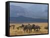 Zebras at the Nechisar National Park, Ethiopia, Africa-Michael Runkel-Framed Stretched Canvas