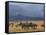 Zebras at the Nechisar National Park, Ethiopia, Africa-Michael Runkel-Framed Stretched Canvas