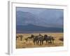 Zebras at the Nechisar National Park, Ethiopia, Africa-Michael Runkel-Framed Photographic Print