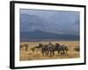 Zebras at the Nechisar National Park, Ethiopia, Africa-Michael Runkel-Framed Photographic Print