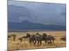 Zebras at the Nechisar National Park, Ethiopia, Africa-Michael Runkel-Mounted Photographic Print