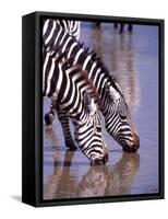 Zebras at the Water Hole, Tanzania-David Northcott-Framed Stretched Canvas