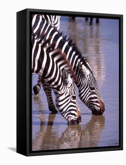 Zebras at the Water Hole, Tanzania-David Northcott-Framed Stretched Canvas