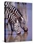 Zebras at the Water Hole, Tanzania-David Northcott-Stretched Canvas