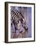 Zebras at the Water Hole, Tanzania-David Northcott-Framed Photographic Print