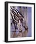 Zebras at the Water Hole, Tanzania-David Northcott-Framed Photographic Print