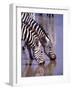 Zebras at the Water Hole, Tanzania-David Northcott-Framed Photographic Print