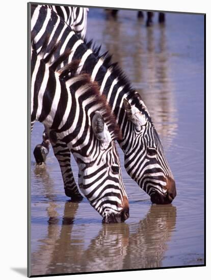 Zebras at the Water Hole, Tanzania-David Northcott-Mounted Photographic Print