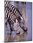 Zebras at the Water Hole, Tanzania-David Northcott-Mounted Photographic Print