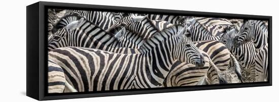 Zebras at waterhole, Namibia, Africa-Art Wolfe Wolfe-Framed Stretched Canvas