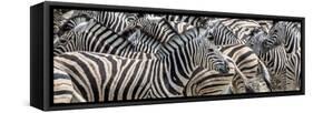 Zebras at waterhole, Namibia, Africa-Art Wolfe Wolfe-Framed Stretched Canvas