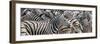 Zebras at waterhole, Namibia, Africa-Art Wolfe Wolfe-Framed Photographic Print