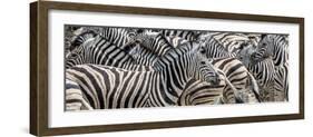 Zebras at waterhole, Namibia, Africa-Art Wolfe Wolfe-Framed Photographic Print