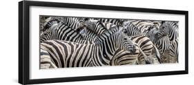 Zebras at waterhole, Namibia, Africa-Art Wolfe Wolfe-Framed Photographic Print