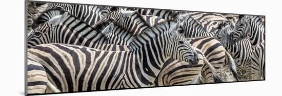 Zebras at waterhole, Namibia, Africa-Art Wolfe Wolfe-Mounted Photographic Print