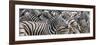 Zebras at waterhole, Namibia, Africa-Art Wolfe Wolfe-Framed Photographic Print