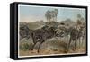 Zebras by Alfred Edmund Brehm-Stefano Bianchetti-Framed Stretched Canvas