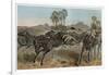 Zebras by Alfred Edmund Brehm-Stefano Bianchetti-Framed Giclee Print