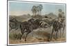 Zebras by Alfred Edmund Brehm-Stefano Bianchetti-Mounted Giclee Print