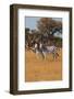Zebras. Camelthorn Lodge. Hwange National Park. Zimbabwe.-Tom Norring-Framed Photographic Print