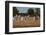 Zebras. Camelthorn Lodge. Hwange National Park. Zimbabwe.-Tom Norring-Framed Photographic Print