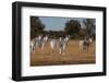 Zebras. Camelthorn Lodge. Hwange National Park. Zimbabwe.-Tom Norring-Framed Photographic Print