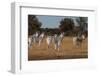 Zebras. Camelthorn Lodge. Hwange National Park. Zimbabwe.-Tom Norring-Framed Photographic Print