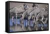 Zebras Drinking at Pond-DLILLC-Framed Stretched Canvas