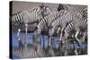 Zebras Drinking at Pond-DLILLC-Stretched Canvas