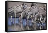 Zebras Drinking at Pond-DLILLC-Framed Stretched Canvas