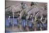 Zebras Drinking at Pond-DLILLC-Stretched Canvas