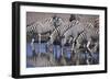 Zebras Drinking at Pond-DLILLC-Framed Photographic Print