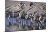 Zebras Drinking at Pond-DLILLC-Mounted Photographic Print