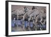 Zebras Drinking at Pond-DLILLC-Framed Photographic Print