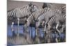 Zebras Drinking at Pond-DLILLC-Mounted Photographic Print