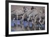 Zebras Drinking at Pond-DLILLC-Framed Photographic Print