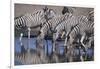 Zebras Drinking at Pond-DLILLC-Framed Photographic Print