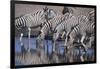 Zebras Drinking at Pond-DLILLC-Framed Photographic Print