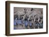 Zebras Drinking at Pond-DLILLC-Framed Photographic Print