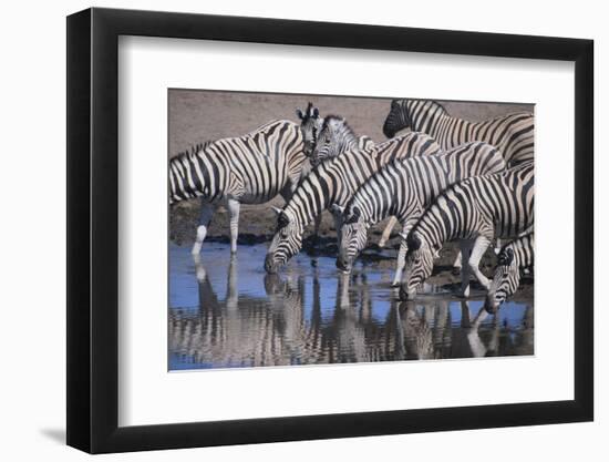 Zebras Drinking at Pond-DLILLC-Framed Photographic Print